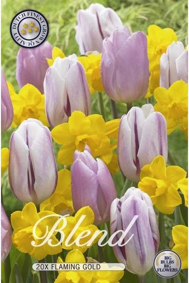 Tulipan/Narcissus Flaming Gold 20-pakning